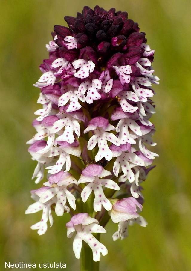 Campo Imperatore, laltopiano e le orchidee  19 giugno 2021.